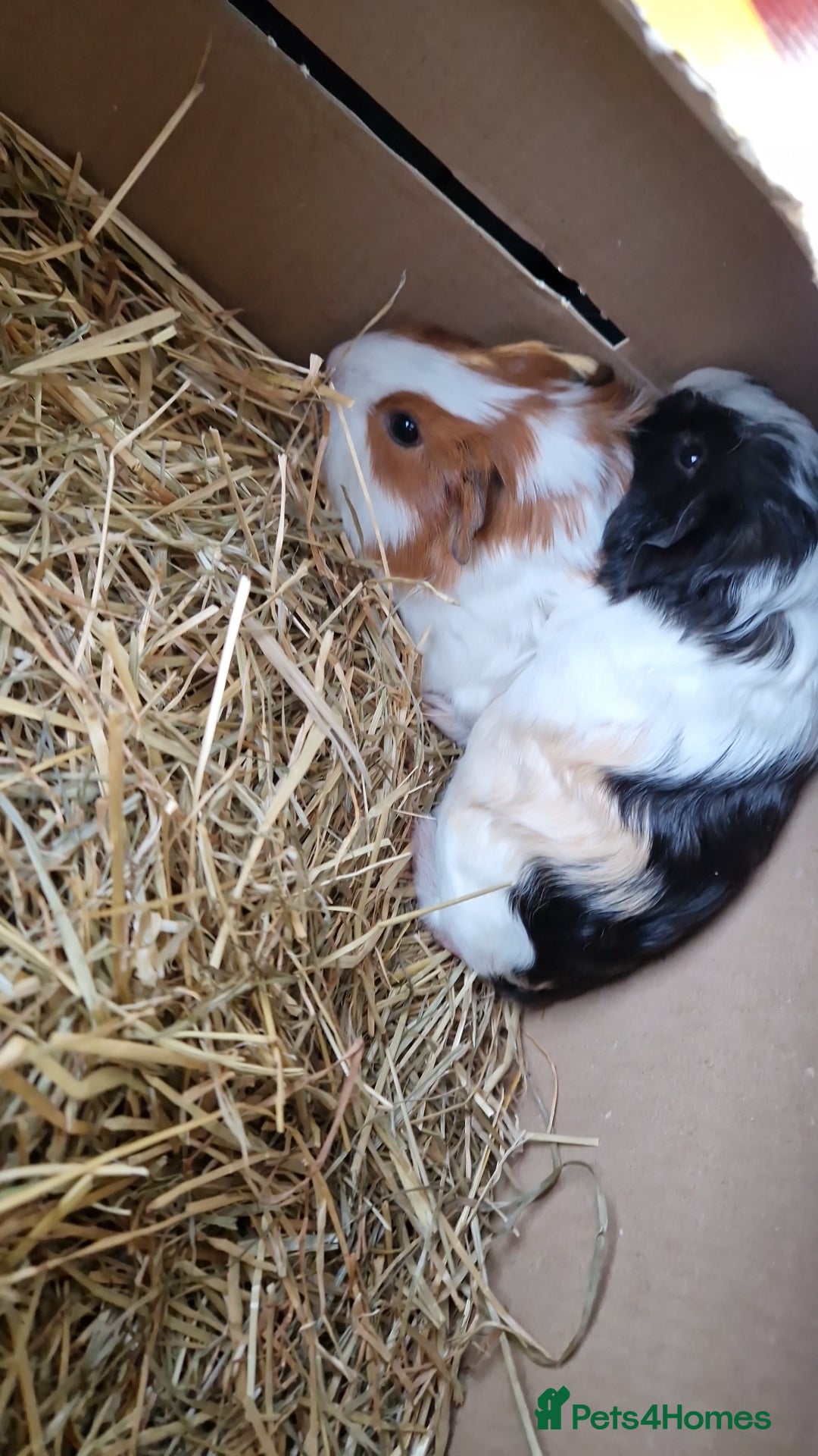Guinea Pig rodents for sale: Guinea pigs and full set up - Advert 2