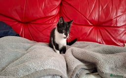Mixed Breed cats for sale: Playful kitten looking for home - Image 7