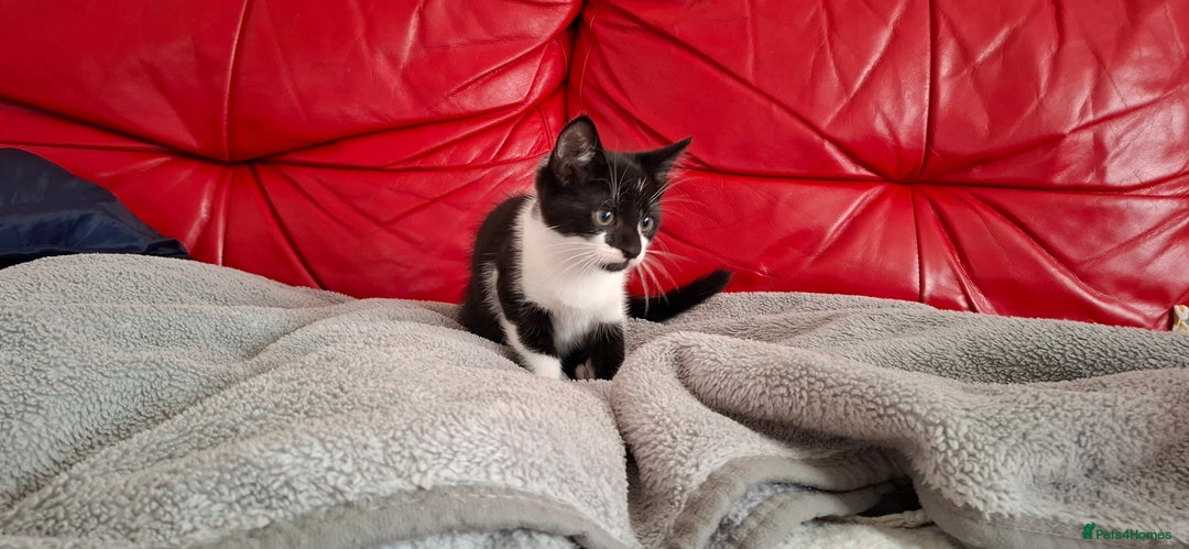 Mixed Breed cats for sale: Playful kitten looking for home - Image 7