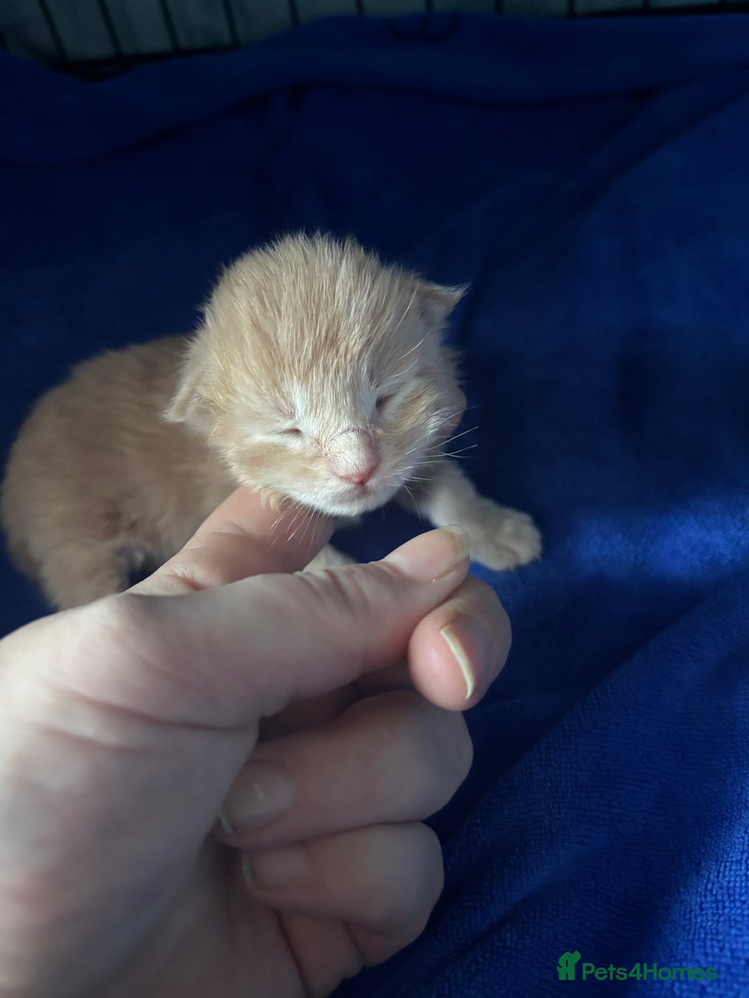 Maine Coon cats for sale: 5 Maine coon babies  - Advert 28