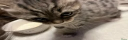 Mixed Breed cats for sale: Stunning Ragdoll / Bengal Mixed Kittens in Shipley - Advert 10