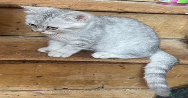 British Shorthair cats - Advert 6