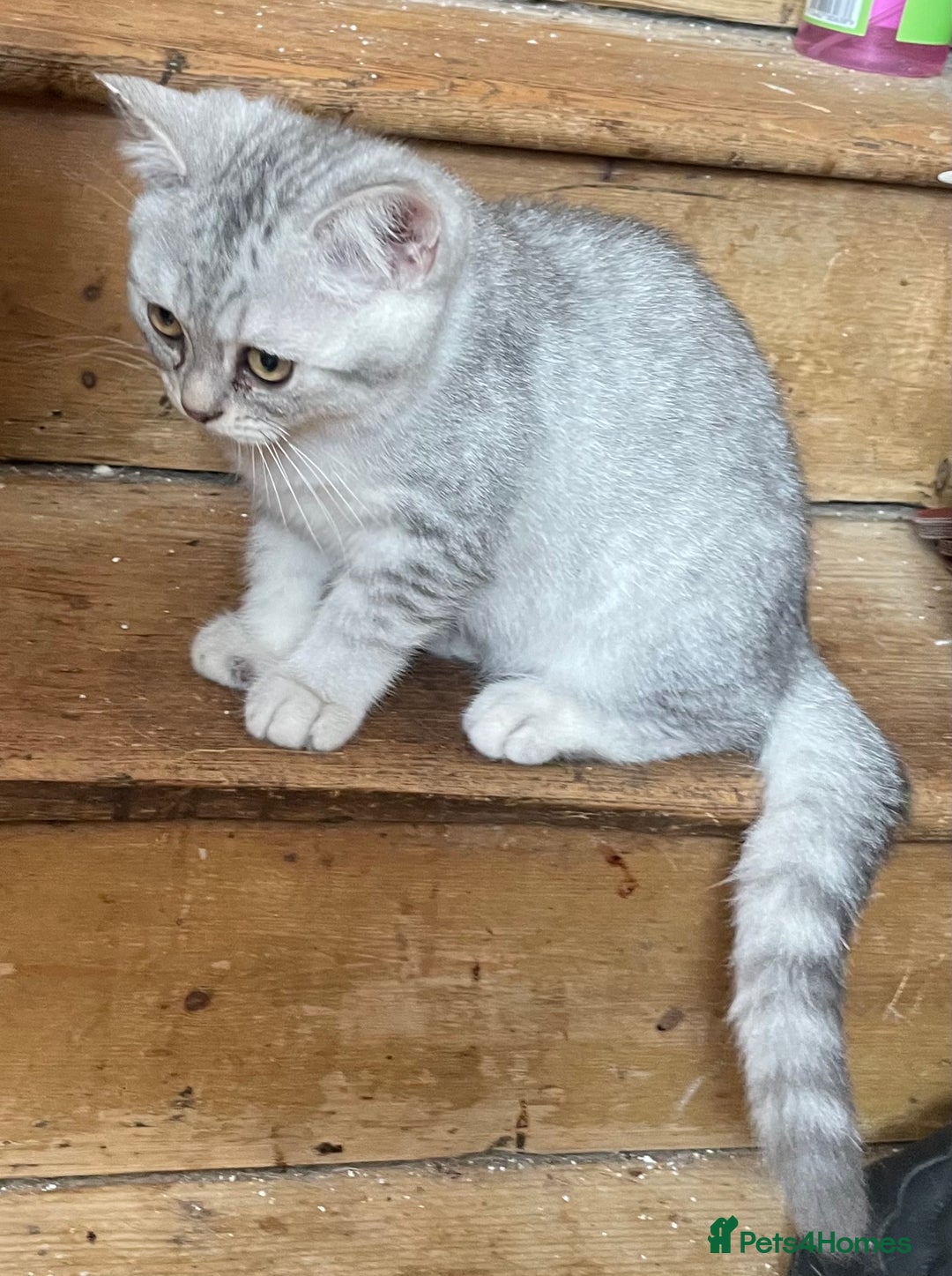British Shorthair cats for sale: Golden brown tabby and silver  - Image 2