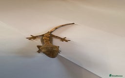 Gecko reptiles for sale: crested geckos  - Image 5