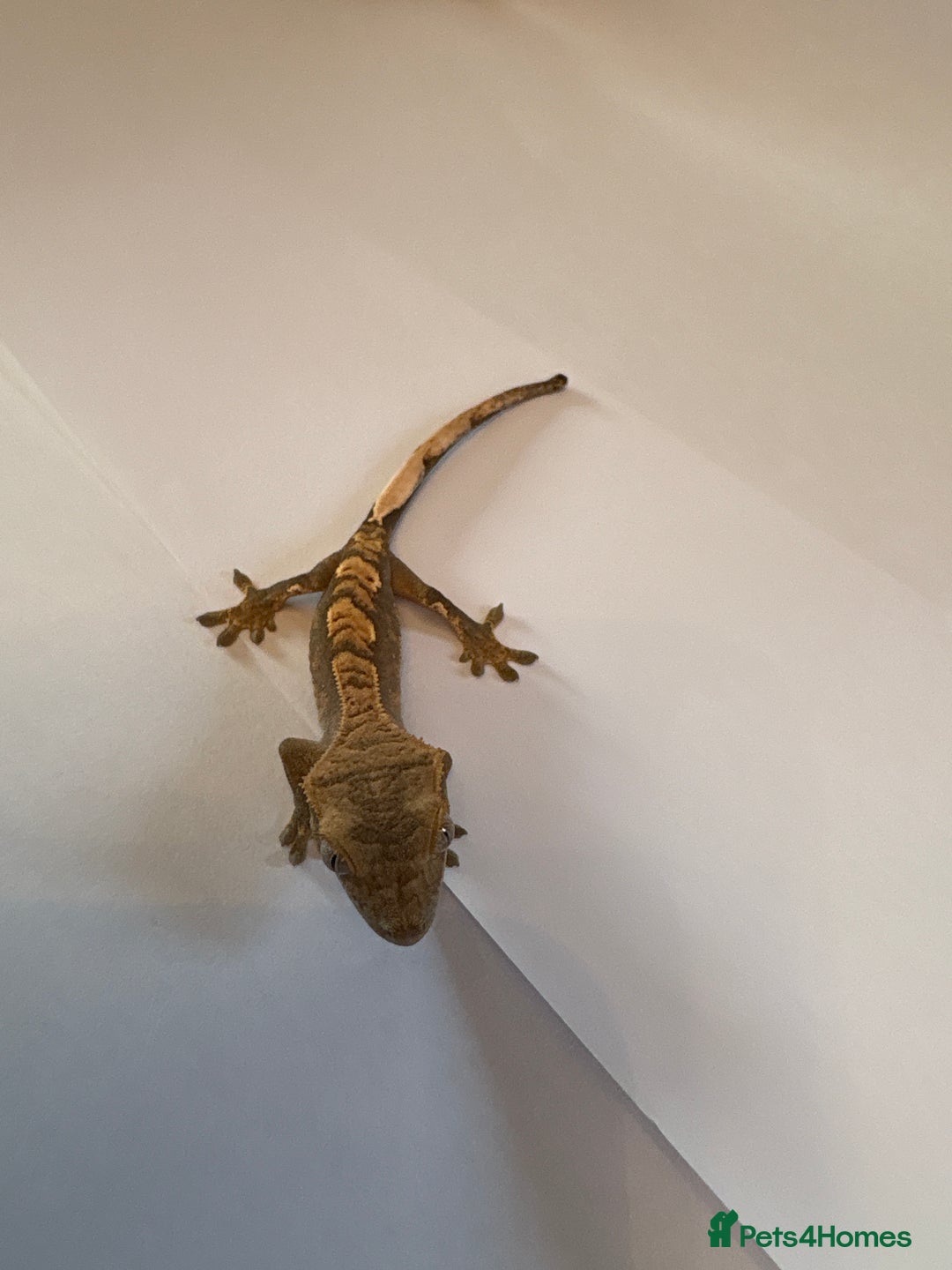 Gecko reptiles for sale: crested geckos  - Image 5