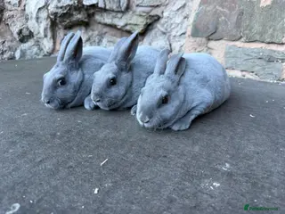 Rex rabbits Beautiful Baby Blue mini Rex Rabbits - Advert 5