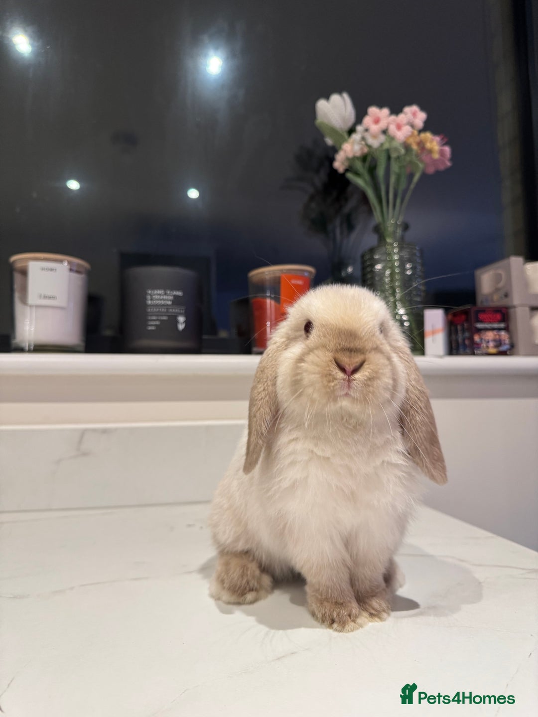 Mini Lop rabbits for sale: Mini Lop looking for loving forever home - Advert 1