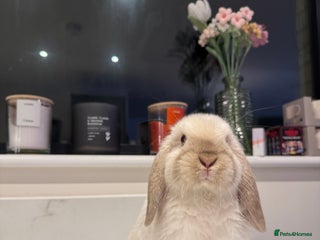 Mini Lop rabbits Mini Lop looking for loving forever home - Advert 1
