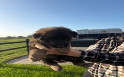 German Shepherd dogs for sale: Litter of German shepherd puppies for sale - Image 8