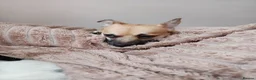 Chihuahua dogs for sale: Special Forever Home Wanted for Our Bonded Pair - Advert 5