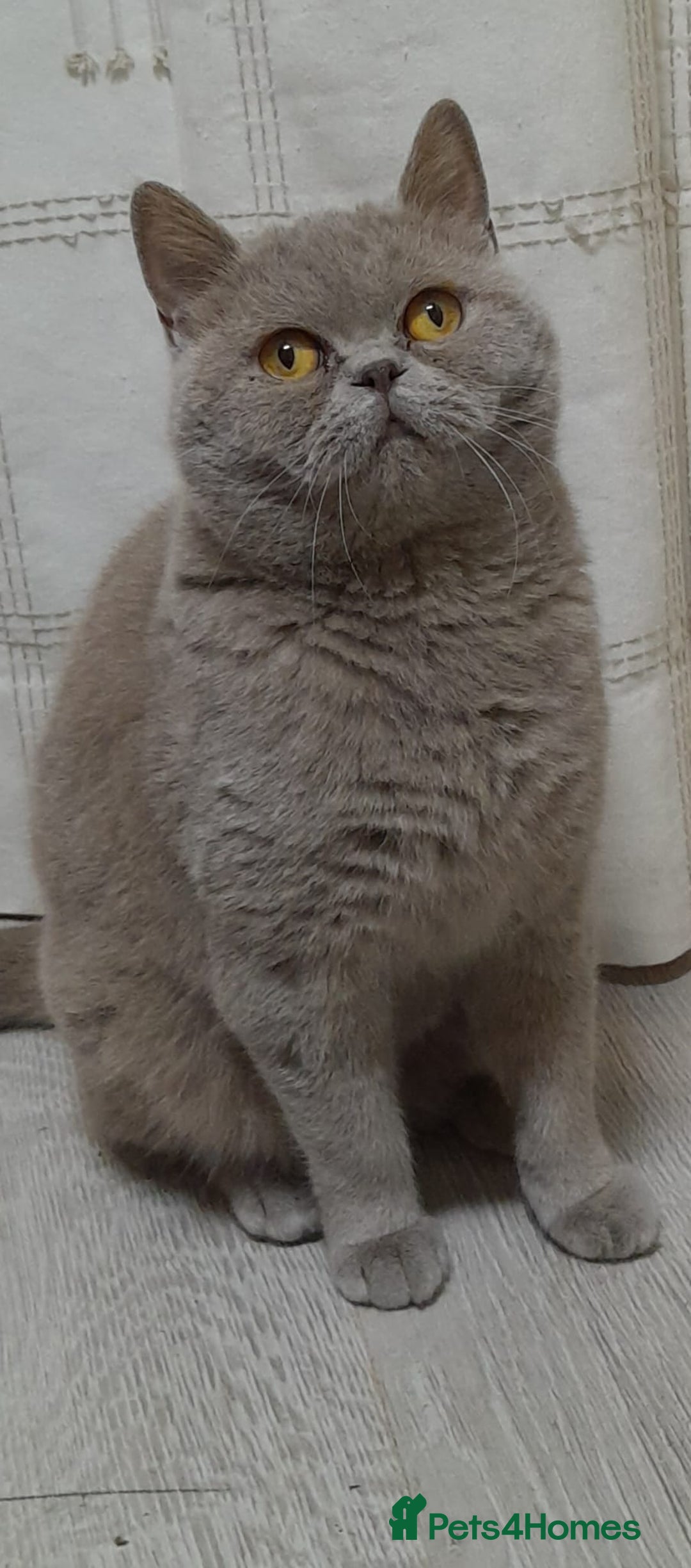 British Shorthair cats for sale: STUNNING LILAC GCCF BSH 4 YEAR OLD FEMALE  - Advert 2