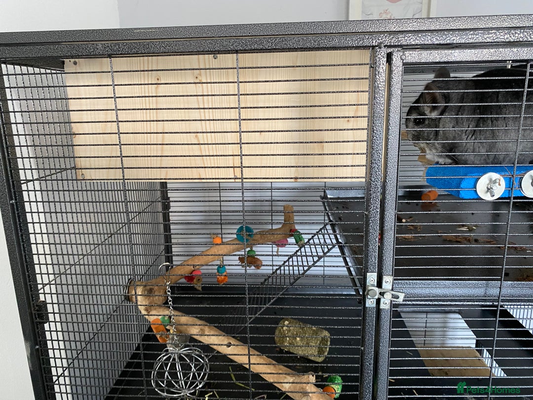 Chinchilla rodents for sale: Male Chinchilla - Advert 3