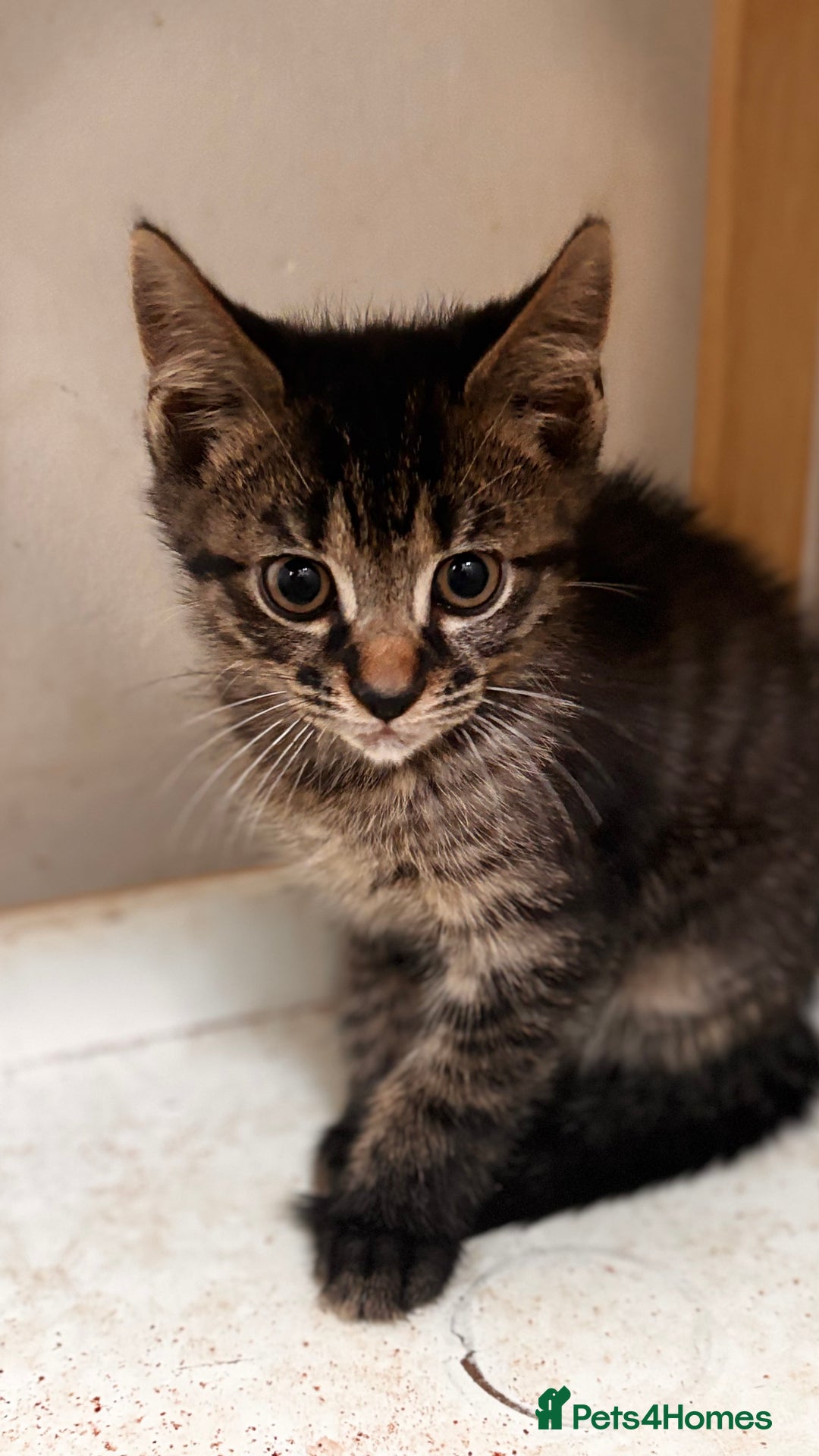 Mixed Breed cats for sale: 3 mixed female and 1 male  - Image 3
