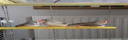 Finches birds for sale: 3 Zebra Finches  in Llandrindod Wells - Advert 2