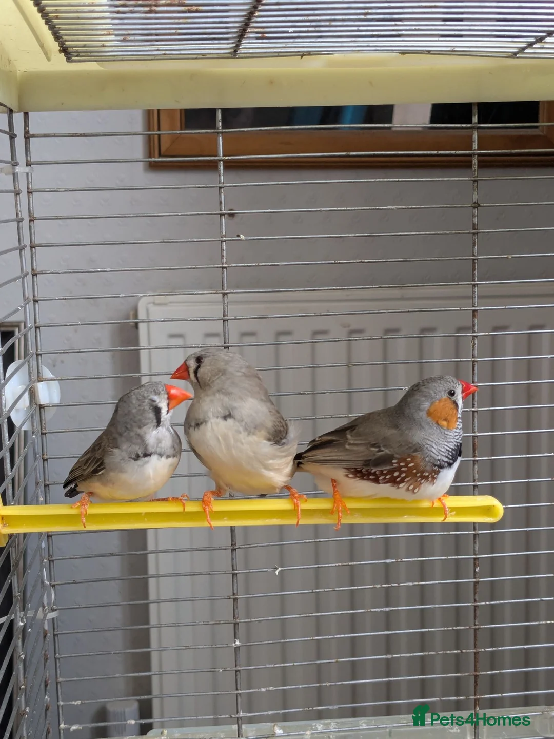 Finches birds for sale: 3 Zebra Finches  in Llandrindod Wells - Advert 2