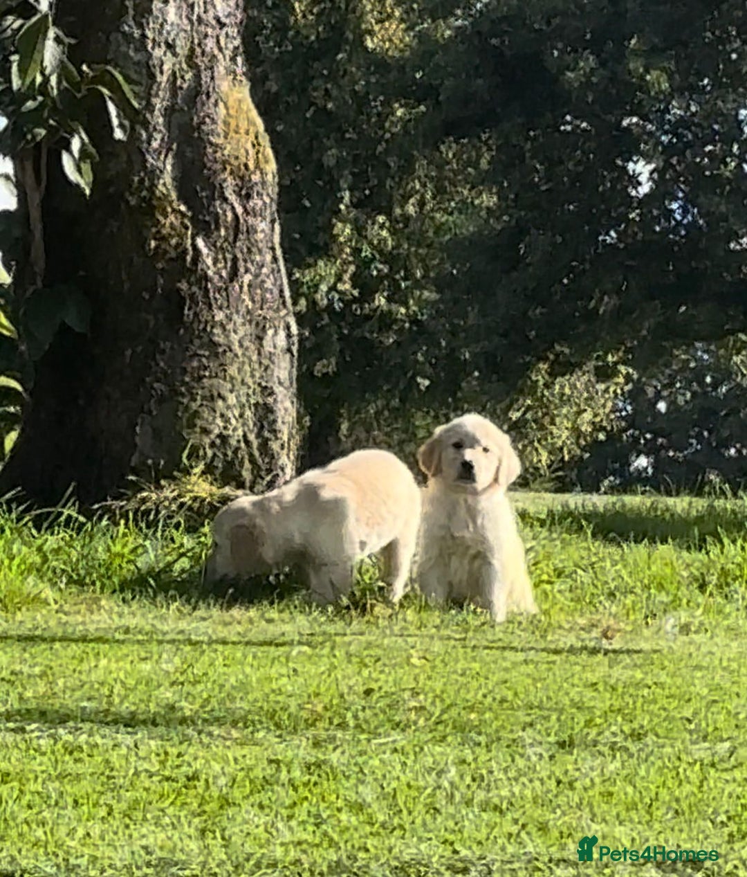 Golden Retriever dogs for sale: Golden retriever puppy's for sale  - Image 9