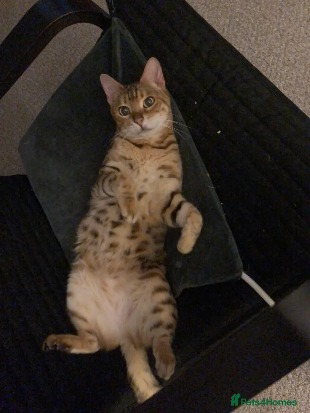 Bengal cats for sale: Beautiful Bengal girl - Advert 2