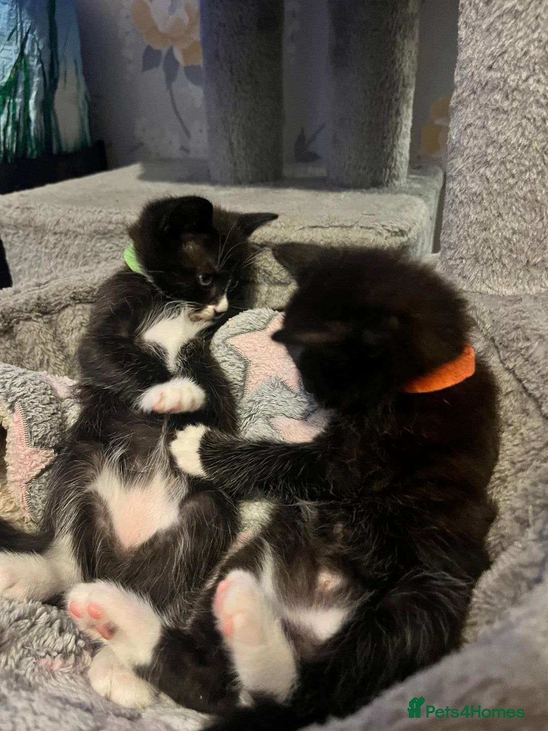 Mixed Breed cats for sale: 2 lovely/cutie male kittens, mothers half ragdoll - Advert 5