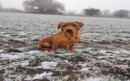 Labrador Retriever dogs for sale: Red labrador puppies - Image 3