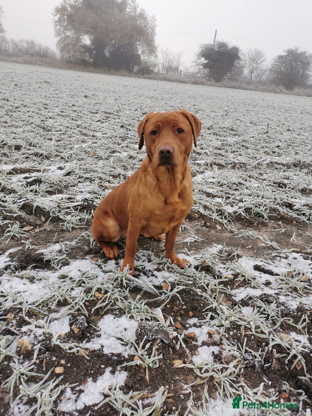 Labrador Retriever dogs for sale: Red labrador puppies - Image 3