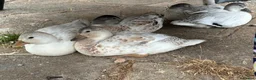Ducks poultry for sale: Abacot Call Ducks - Advert 4