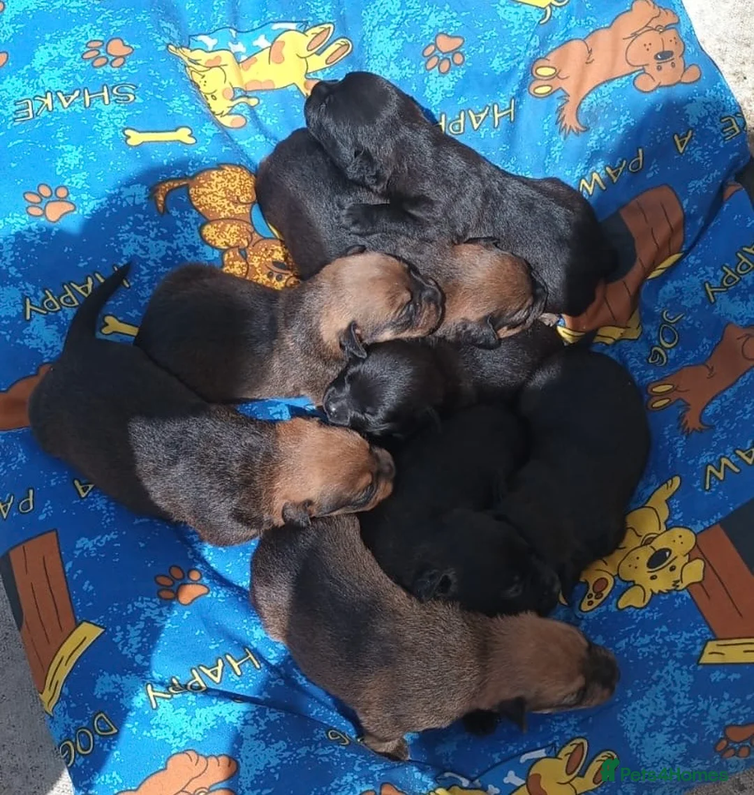 Mixed Breed dogs for sale:  Looking for loving families for 5 wonderful boys  in Walsall - Advert 2