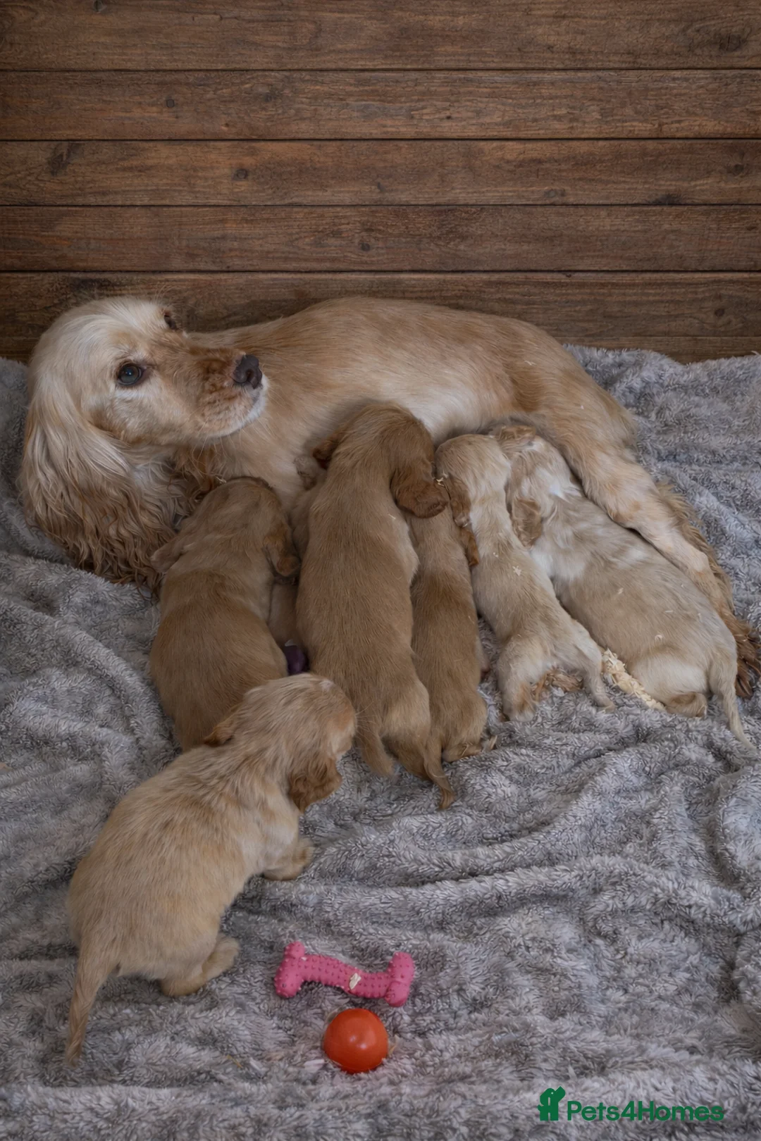 Cocker Spaniel dogs for sale: Lemon And Red Cocker Spaniel Pups in Fordingbridge - Advert 7