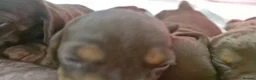 Dachshund dogs for sale: Beautiful minature Dachshund  - Advert 7