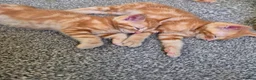 Mixed Breed cats for sale: 1 male kitten - Advert 3