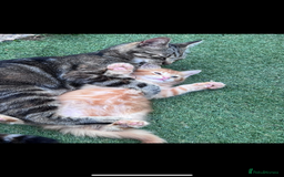 Domestic Shorthair cats for sale: 1 ginger male and 1 ginger/black female ready now  - Image 9
