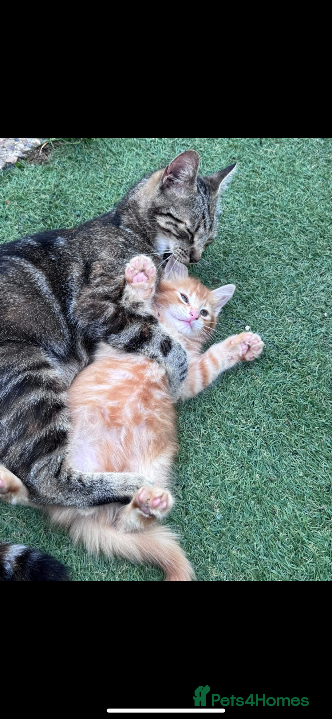Domestic Shorthair cats for sale: 1 ginger male and 1 ginger/black female ready now  - Image 9