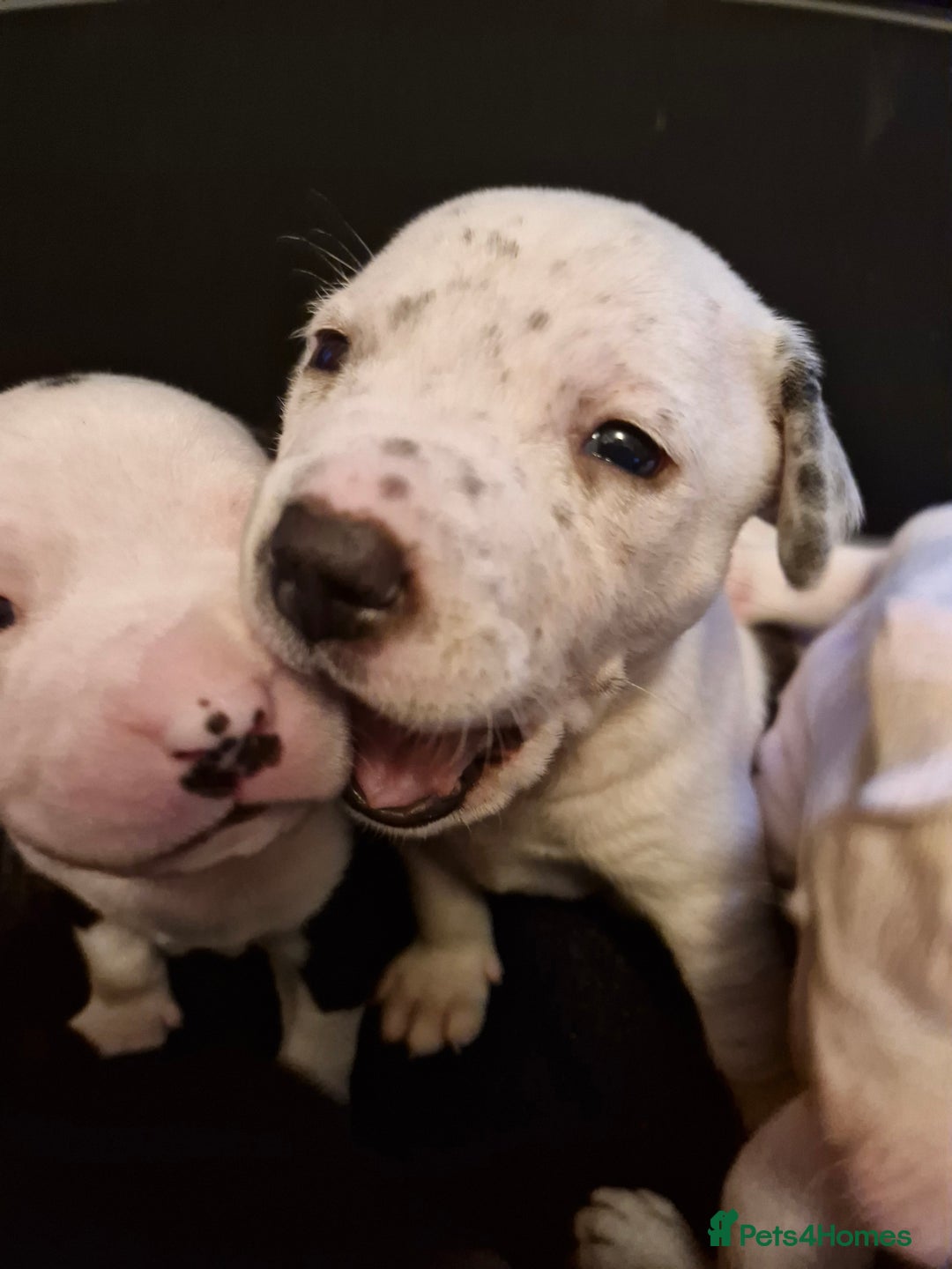 Staffordshire Bull Terrier dogs for sale: From Our Family to Yours - Image 12