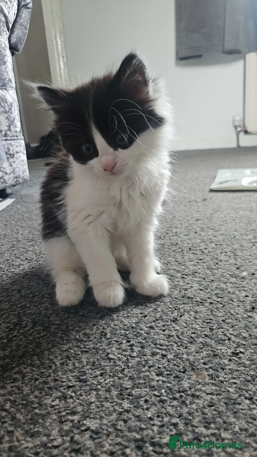 Mixed Breed cats for sale: 4 kittens available 2 girls and two boys  - Advert 1