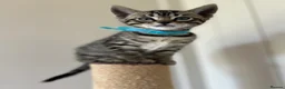 Bengal cats for sale: Playful, loving and exceptional pedigree kittens in Chipping Norton - Advert 8