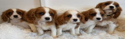 Cavalier King Charles Spaniel dogs for sale: 8 beautiful King Charles Cavalier spaniel puppies - Advert 6