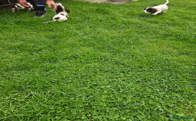 Cocker Spaniel dogs - Advert 13