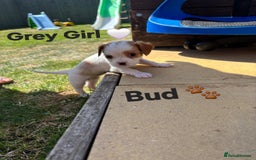 Cavachon dogs for sale: Cavalier King Charles x Cavachon - Image 2
