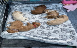 Maltipoo dogs for sale: We have six beautiful Malti-Poo’s - Image 2
