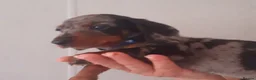 Dachshund dogs for sale: Miniature Dachshund puppies  in Falkirk - Advert 7