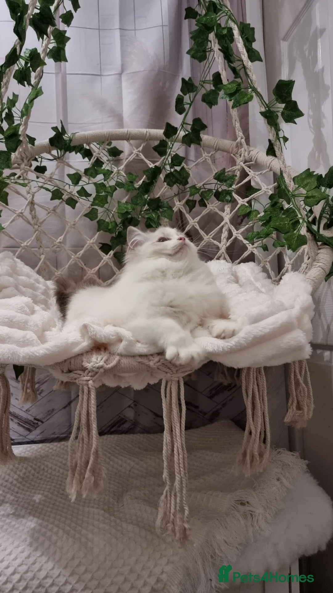 Ragdoll cats for sale: Exceptional Tica Registered Ragdoll Kittens - Advert 33