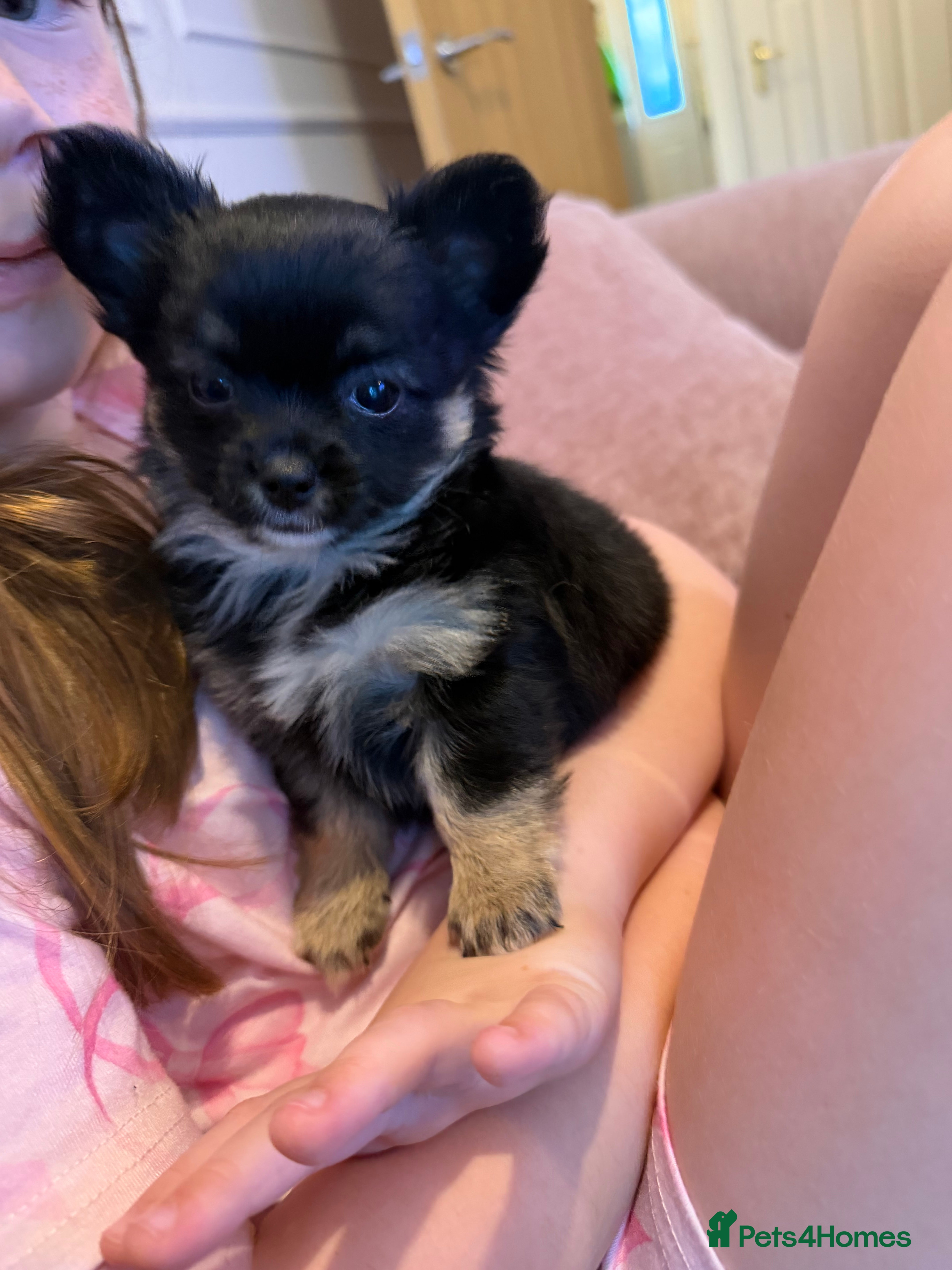 Chihuahua dogs Gorgeous litter of long hair chihuahuas  - Advert 3