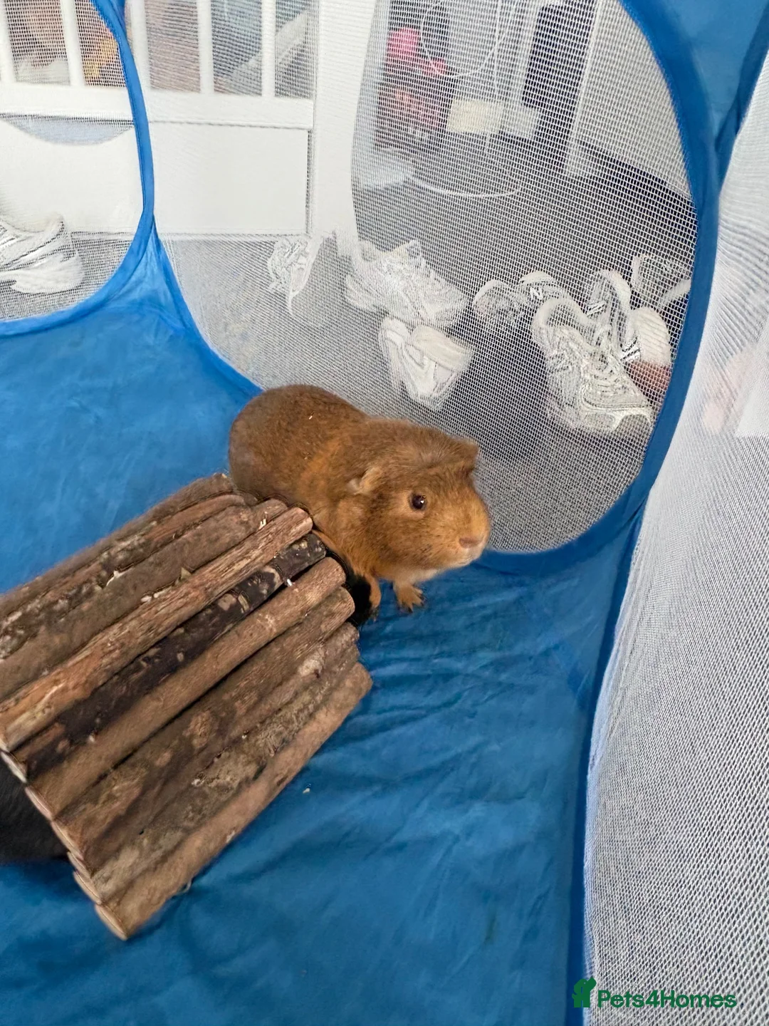 Guinea Pig rodents for sale: Two guinea pigs for adoption in Hyde - Advert 2
