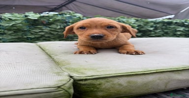 Labrador Retriever dogs - Advert 9