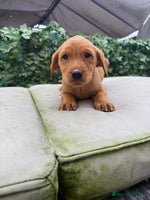 Labrador Retriever dogs - Advert 9