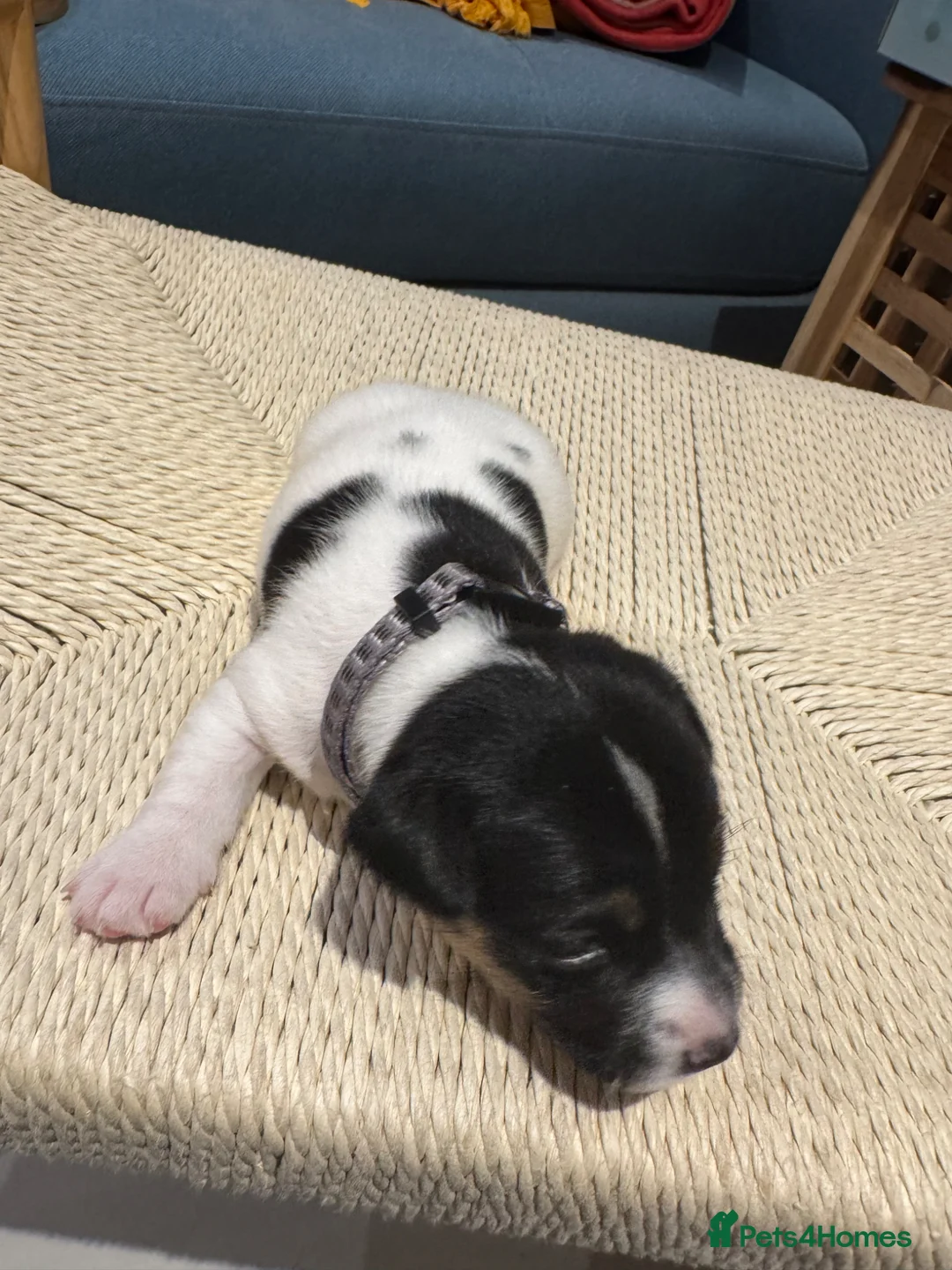 Jack Russell dogs for sale: ONE BOY LEFT - Advert 35