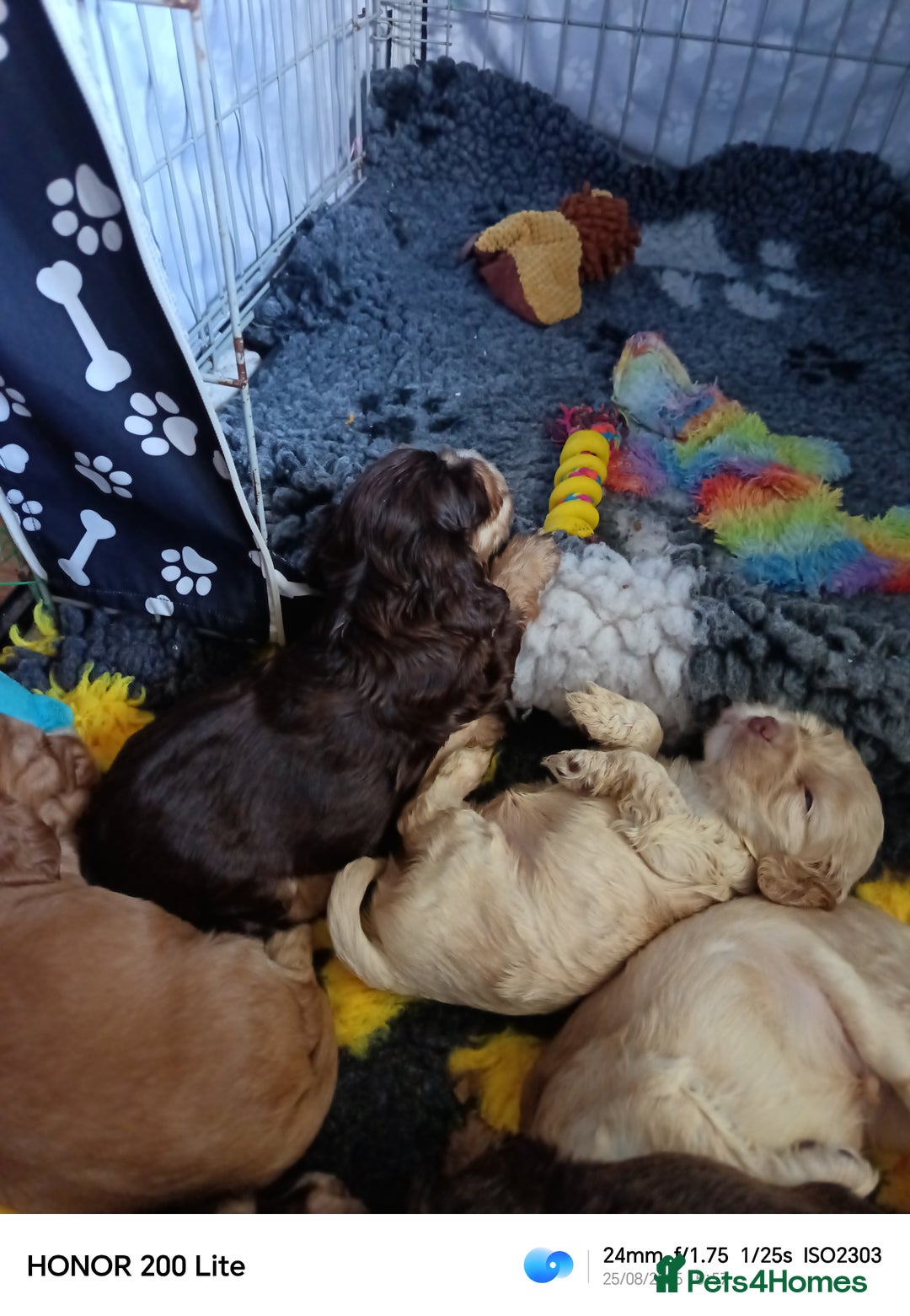 Cocker Spaniel dogs for sale: Show type Cocker spaniel puppy's KCR - Image 9