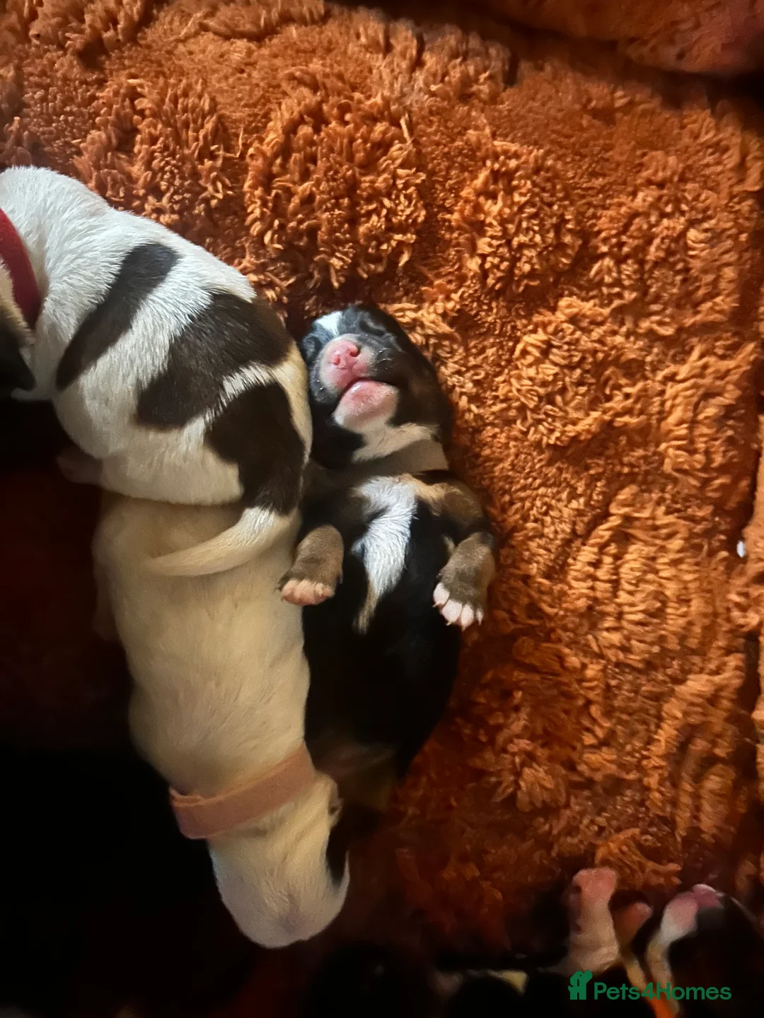 Jack Russell dogs for sale: Jack Russell puppys - Advert 2