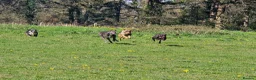 Greyhound dogs for sale: Greyhound female in foster - Advert 4