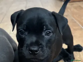 Staffordshire Bull Terrier dogs Stunning Litter 🖤💙 CH Bill & Nova - Advert 1