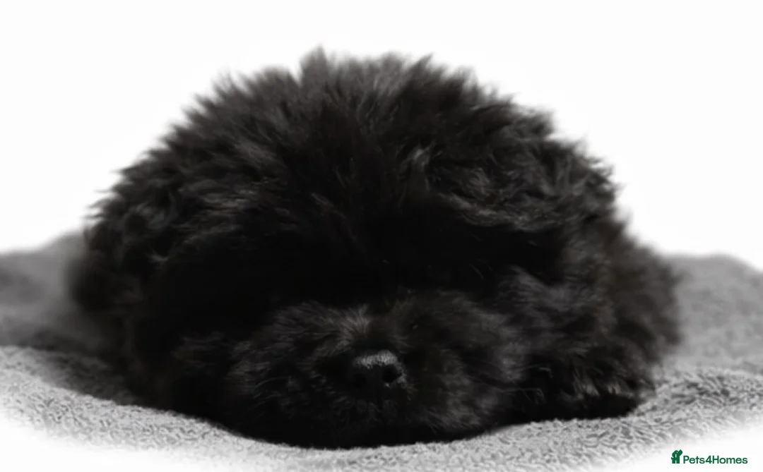 Chow Chow dogs for sale: Chow chow puppies in Edinburgh - Advert 7